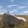 Salt Lake Chukar Partridge