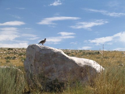 Salt Lake Chukar Partridge