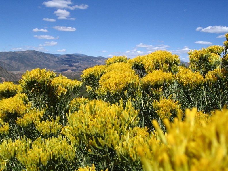 Colorful Colorado Panorama.jpg